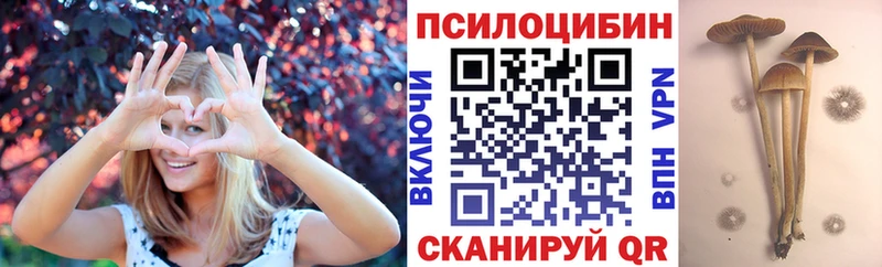 Купить где  Электрогорск  Галлюциногенные грибы мицелий 